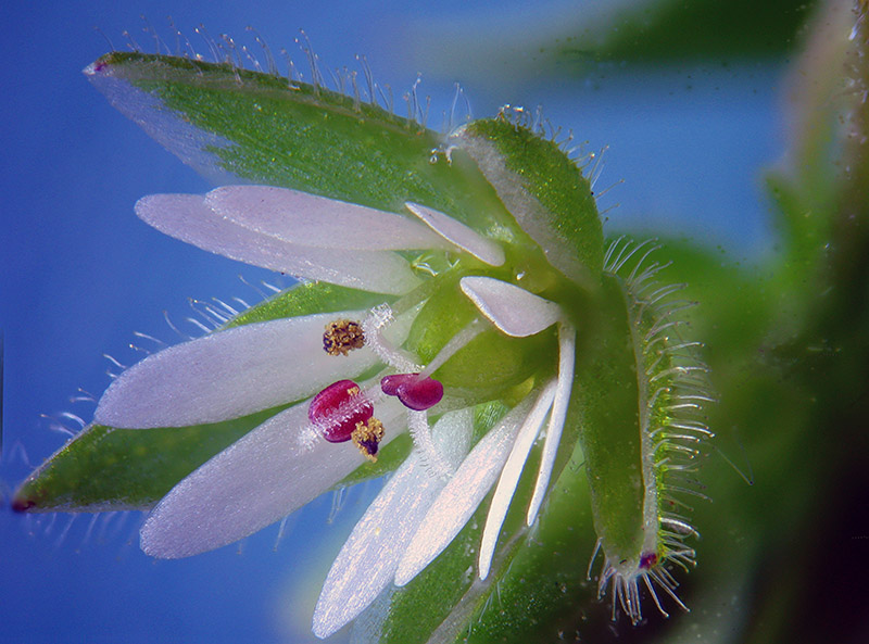 Stellaria media / Centocchio comune